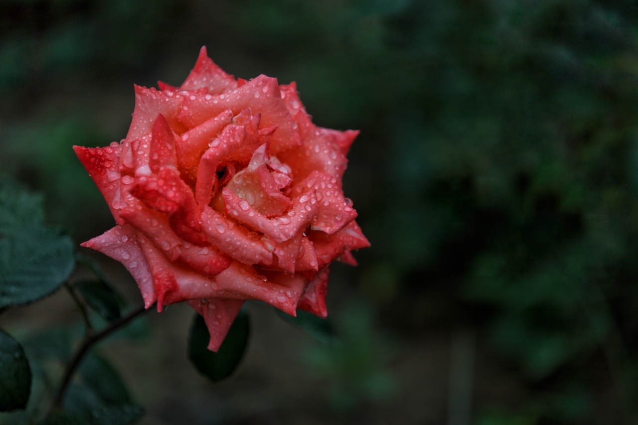 雨中花