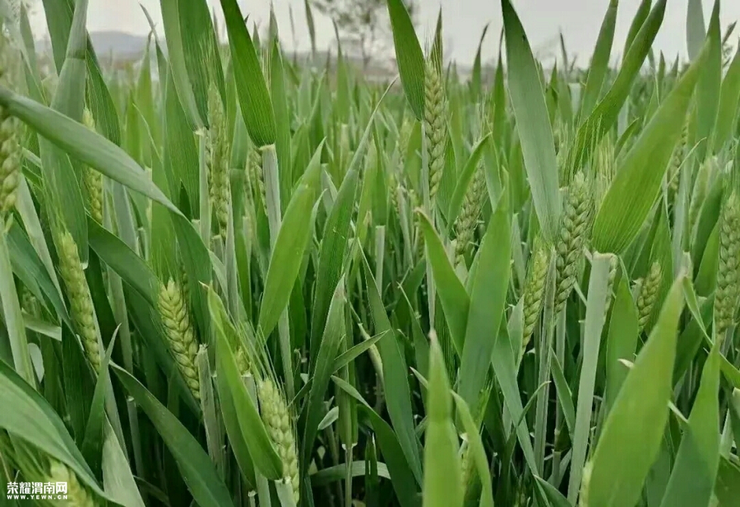 冬小麦,扬花吐穗了!今天春雨足,期待夏季的大丰收.