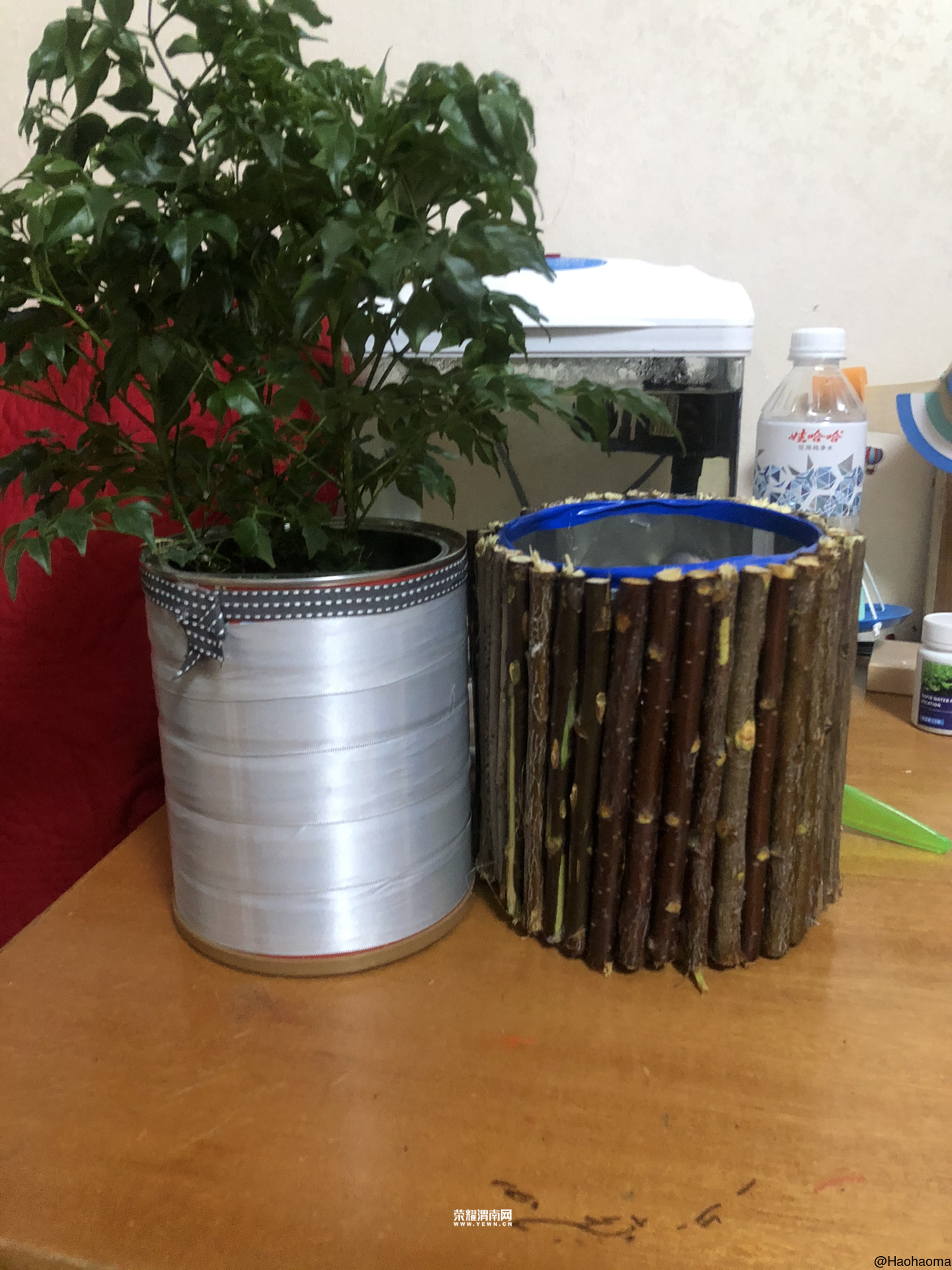 废物利用,奶粉桶做花盆!不香吗?