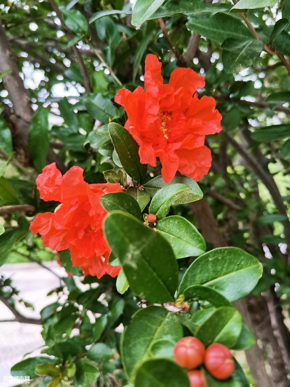 石榴花什么季节开花(石榴花什么季节开花香)