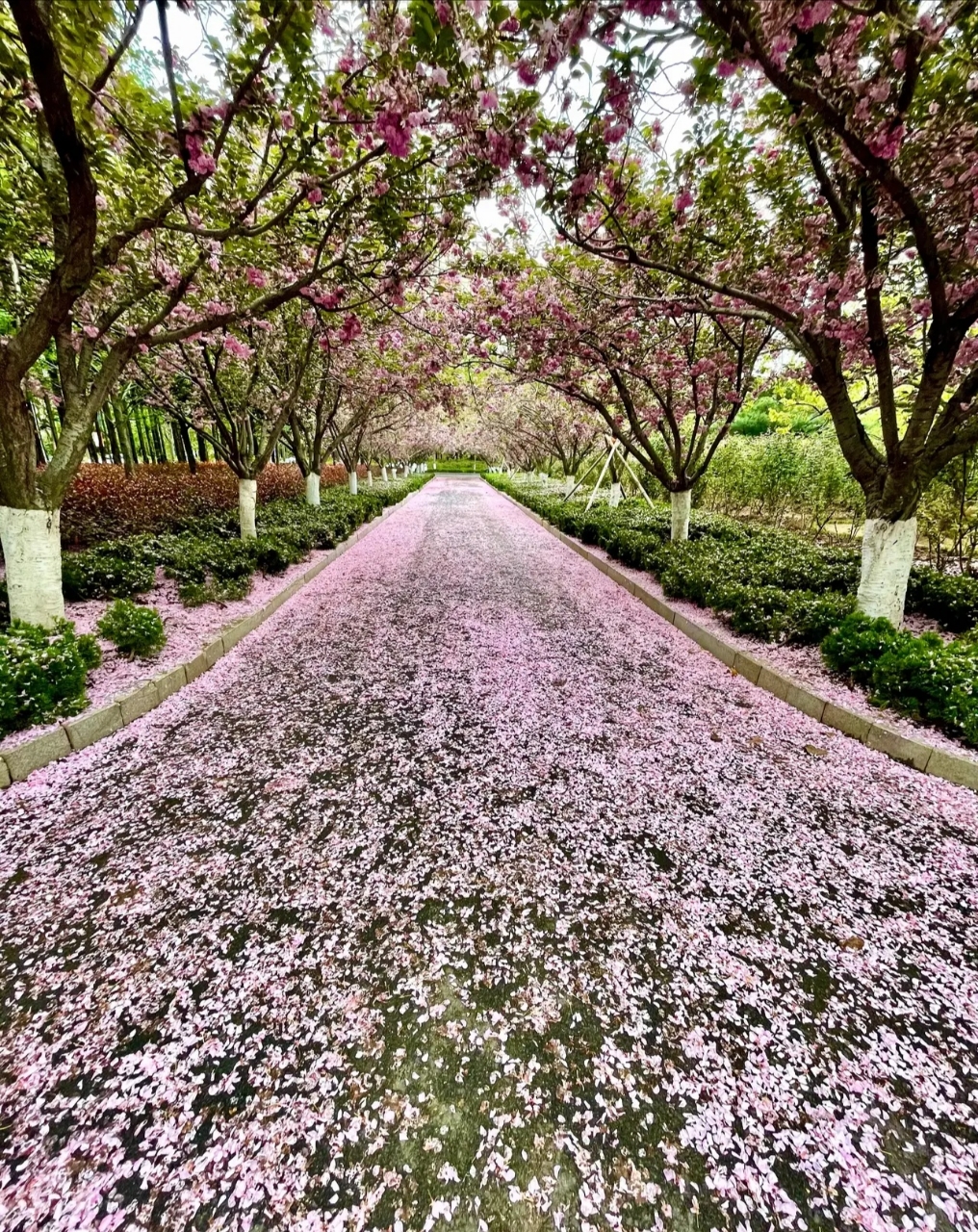 一夜小雨过后,渭南师范学院校园中樱花花瓣落下,似粉色地毯,非常美丽