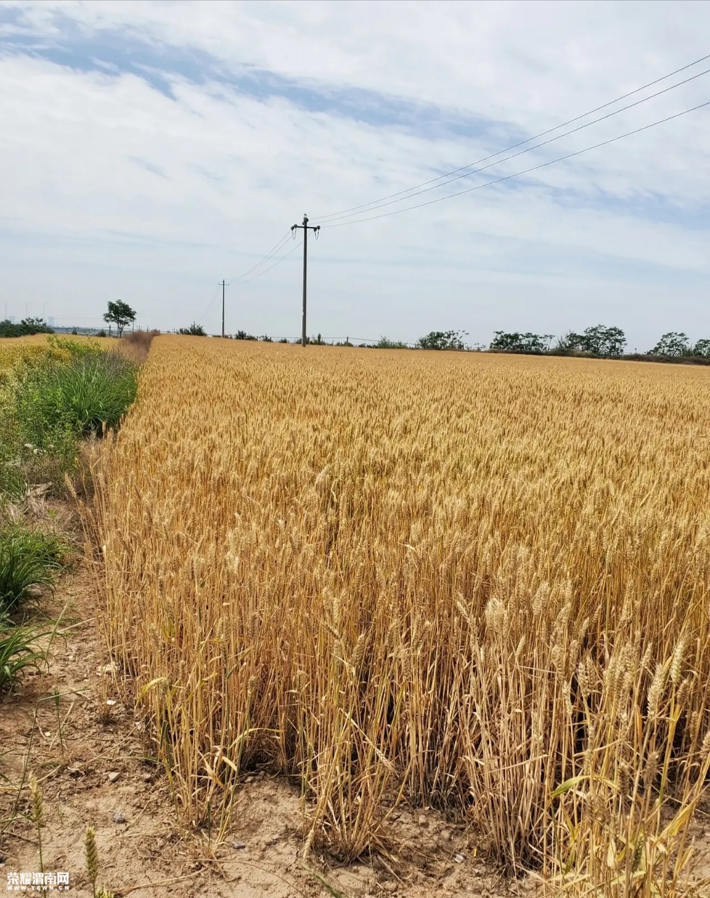 合阳洛滨镇小麦马上成熟了,外面的孩子你妈喊你收麦哩