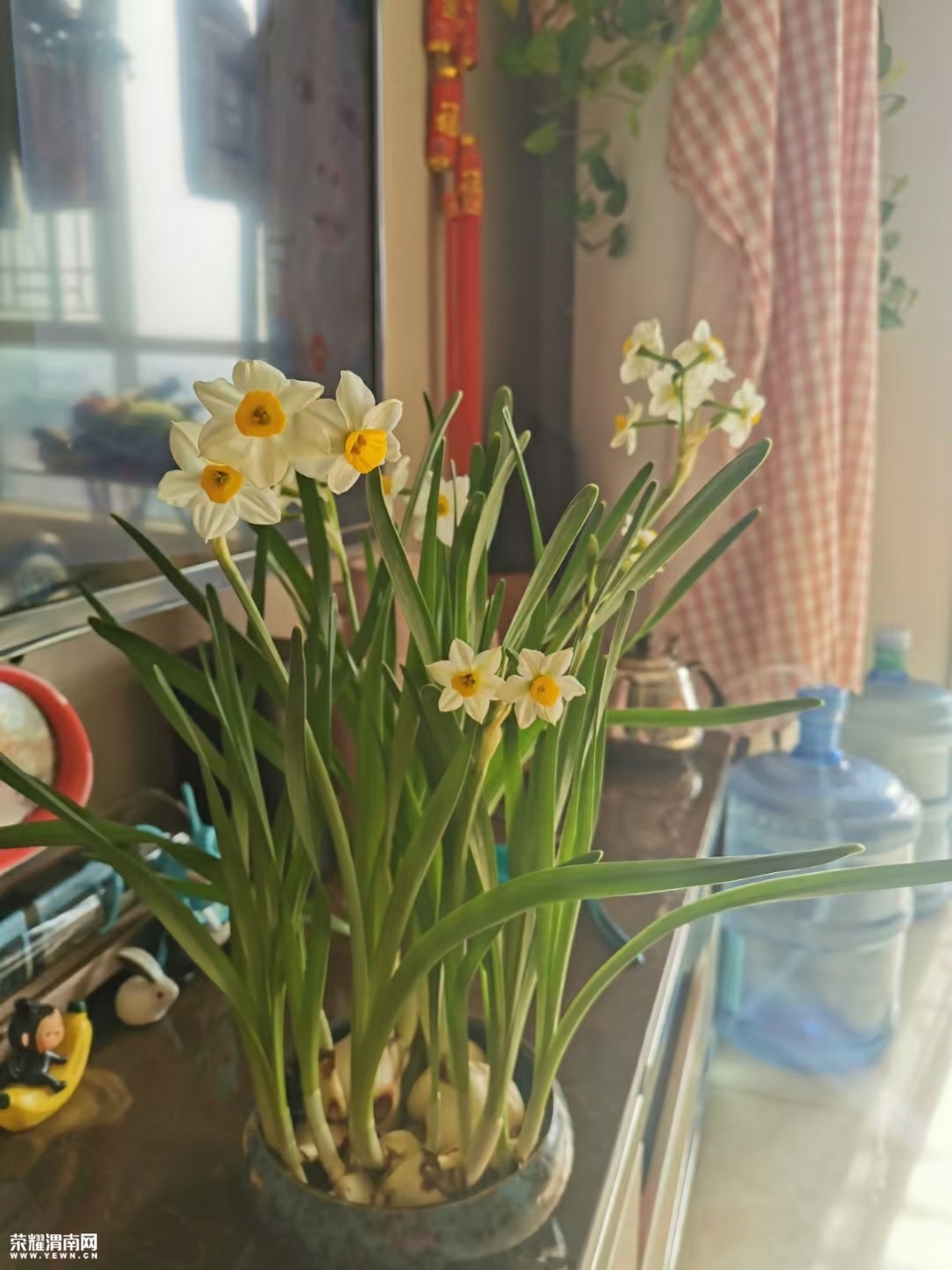 拍下你面前的东西# 这花用实力证明,自己不是蒜苗!